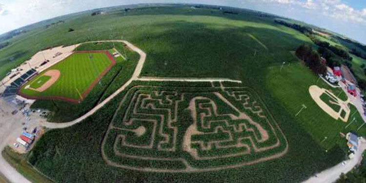 Field of Dream Corn Maze