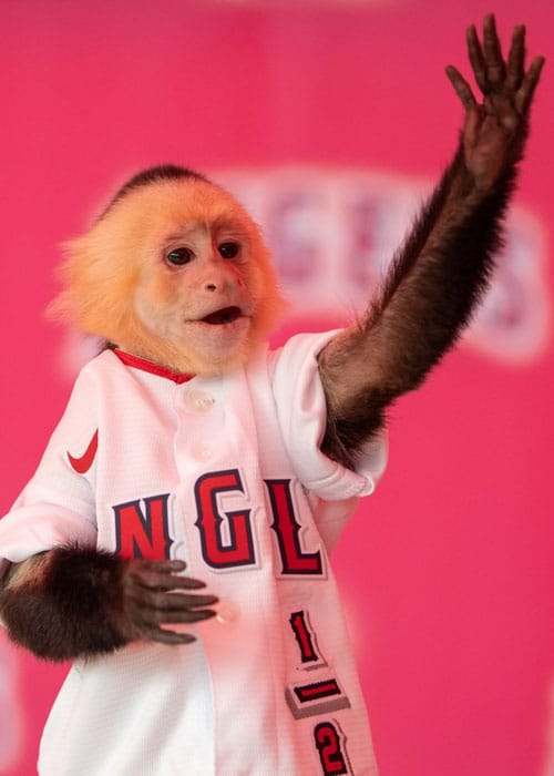 Rally Monkey – Los Angeles Angels mascot